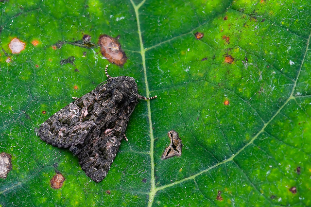 Anophia leucomelas - déli folyófűbagoly