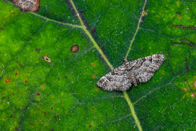 Gymnoscelis rufifasciata - vöröscsíkos törpearaszoló