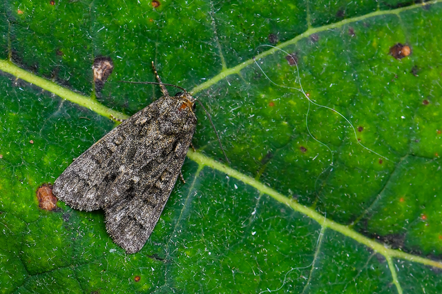Acronicta rumicis - sóska-szigonyosbagoly Acronicta rumicis - sóska-szigonyosbagoly