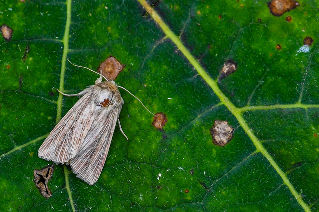Mythimna congrua - halványrajzú rétibagoly