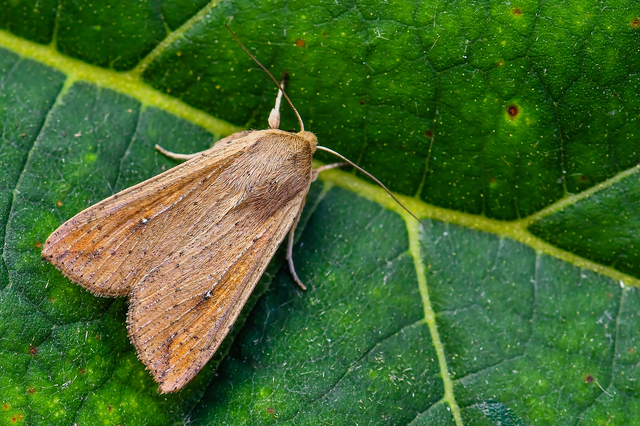 Mythimna unipuncta - hordabagoly