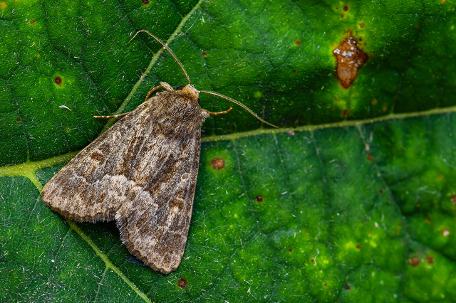 Thalpophila matura - fakó erdeibagoly