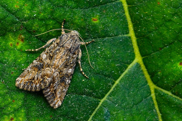 Hadula trifolii - lóherebagoly