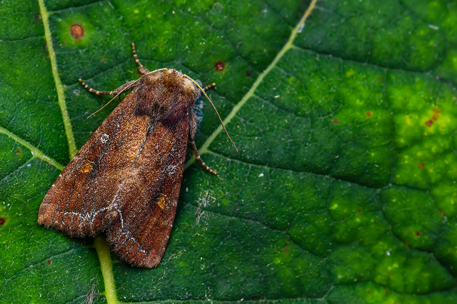 Lacanobia oleracea - saláta-kertibagoly