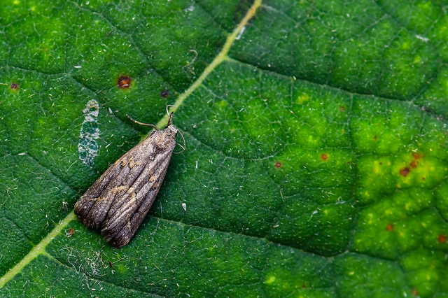 Schrankia costaestrigalis - keskenyszárnyú karcsúbagoly