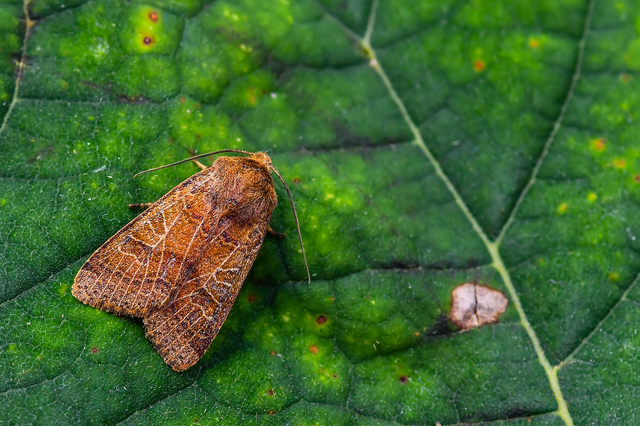Anchoscelis nitida - rozsdabarna őszibagoly