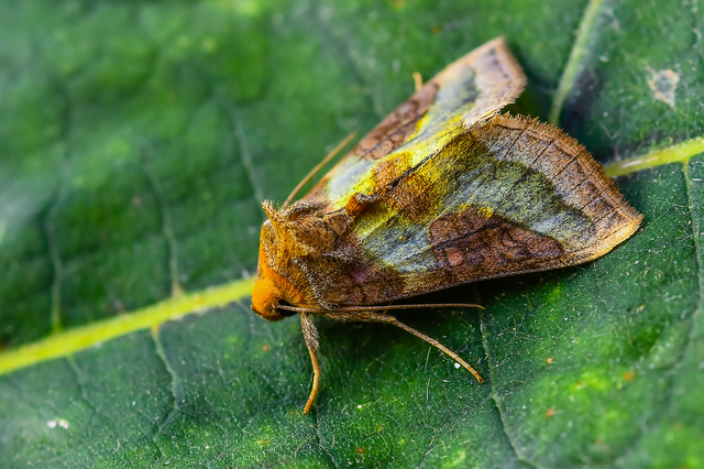 Diachrysia chrysitis/stenochrysis