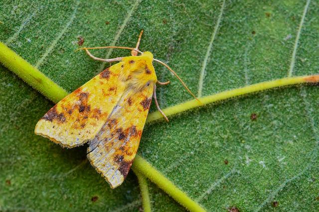 Cirrhia icteritia - nyárfa-sárgabagoly