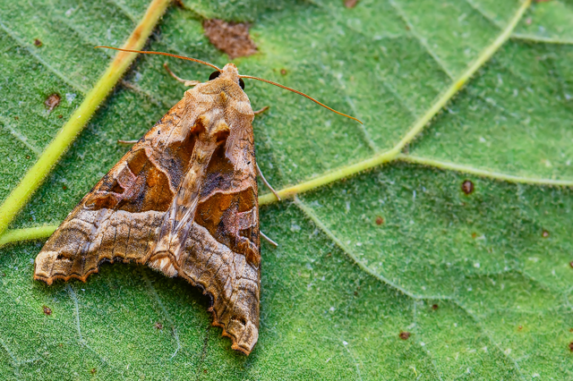 Phlogophora meticulosa - vándorló csipkésbagoly