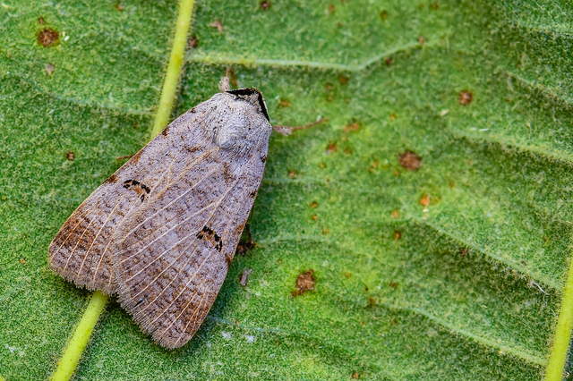 Lygephila craccae - gyakori csüdfűbagoly