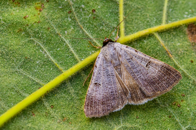 Lygephila craccae - gyakori csüdfűbagoly