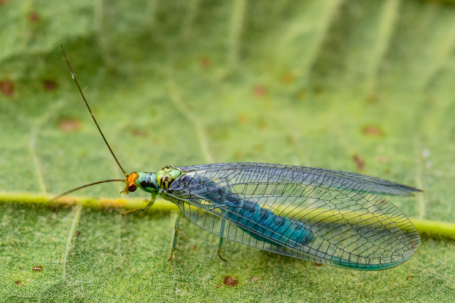 Nothochrysa fulviceps Nothochrysa fulviceps