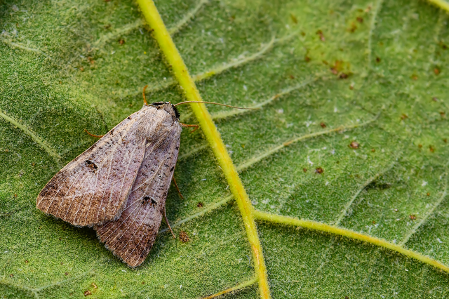Lygephila craccae - gyakori csüdfűbagoly