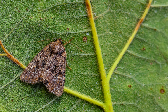Mesapamea secalella/secalis