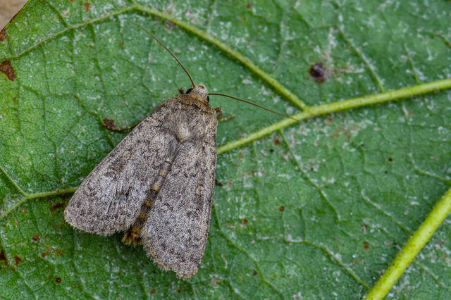 Rhyacia simulans - hamvas földibagoly