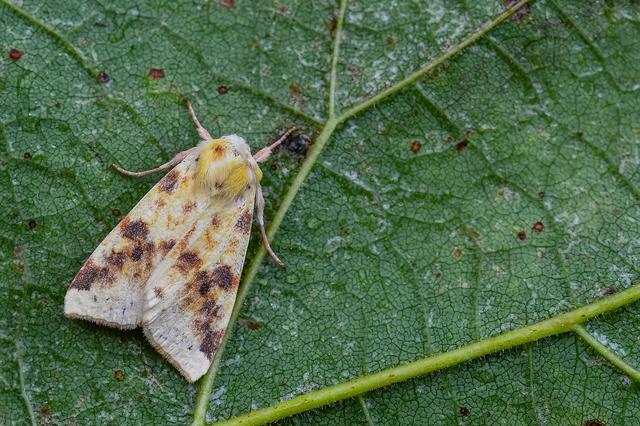 Cirrhia icteritia - nyárfa-sárgabagoly