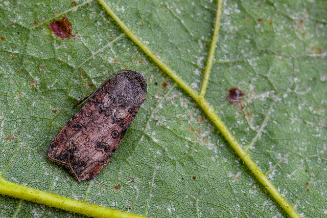 Agrotis segetum - vetési földibagoly