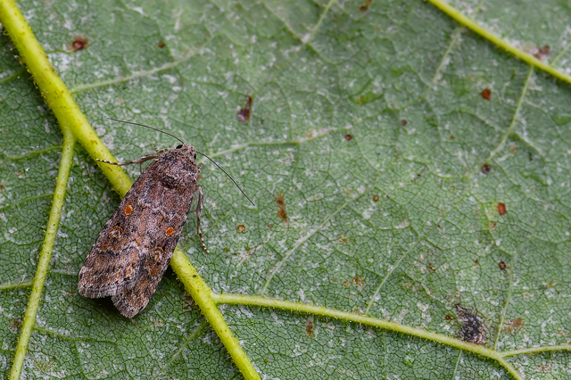 Spodoptera exigua - apró jegyesbagoly