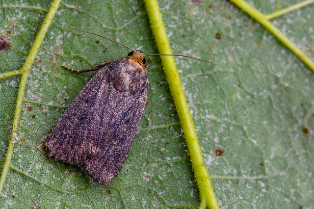Amphipyra tragopoginis - bakszakállbagoly