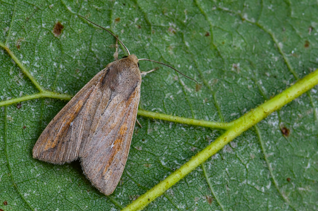Mythimna unipuncta - hordabagoly