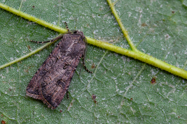 Agrotis segetum - vetési földibagoly