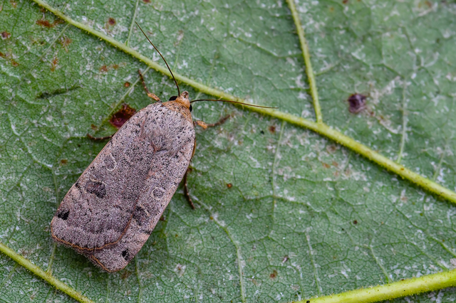 Noctua orbona - foltos sárgafűbagoly