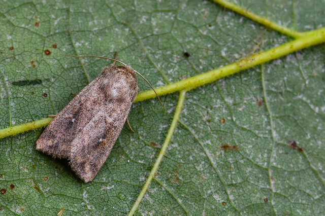 Mythimna albipuncta - fehérpettyes rétibagoly