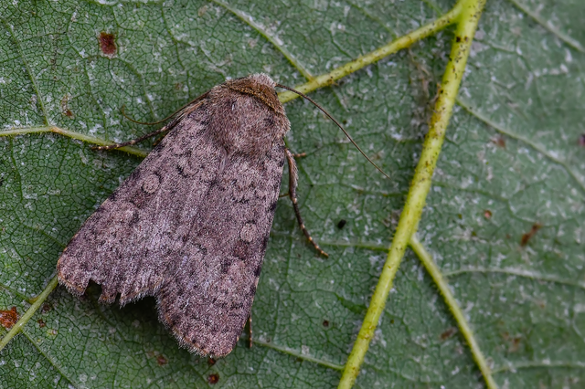 Rhyacia simulans - hamvas földibagoly