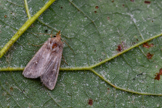 Mythimna albipuncta - fehérpettyes rétibagoly