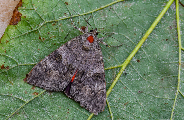 Catocala nupta - piros övesbagoly