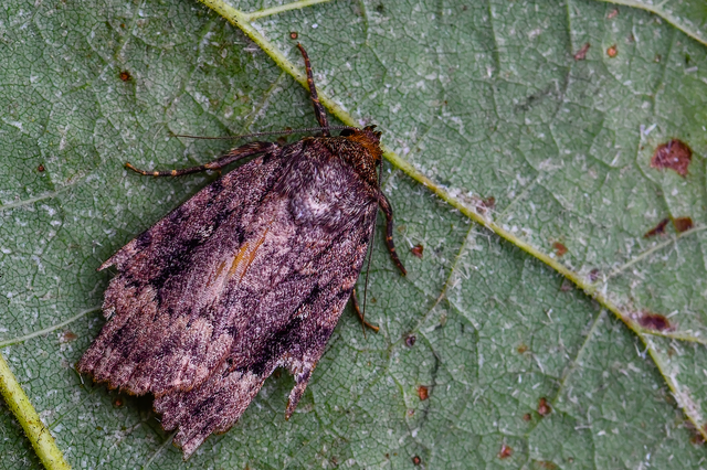Amphipyra berbera/pyramidea