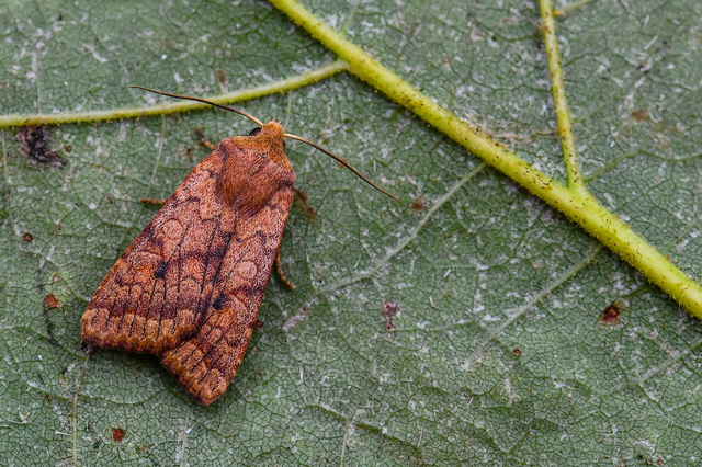 Sunira circellaris - okkersárga őszibagoly Sunira circellaris - okkersárga őszibagoly