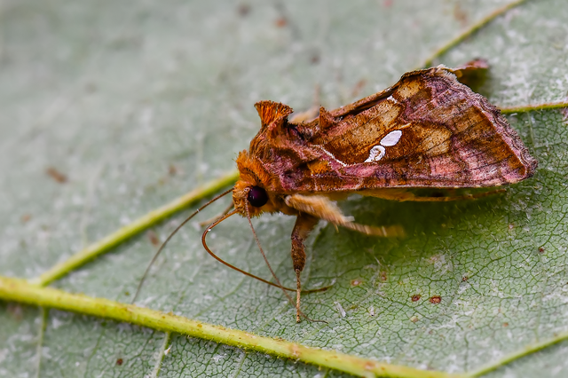 Chrysodeixis chalcites - déli aranybagoly