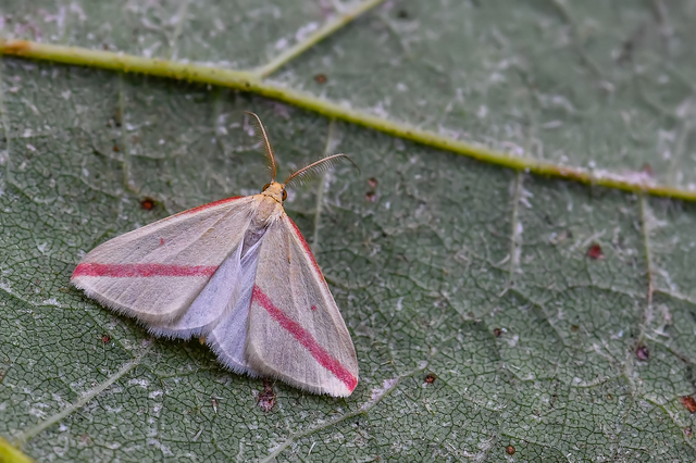 Rhodometra sacraria - rózsacsíkos araszoló