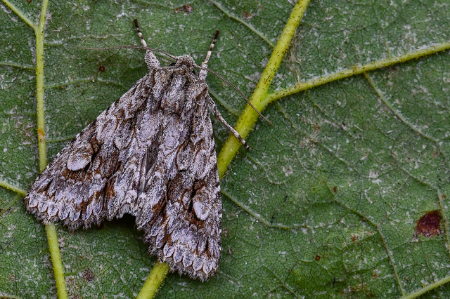 Meganephria bimaculosa - kétfoltos szilbagoly