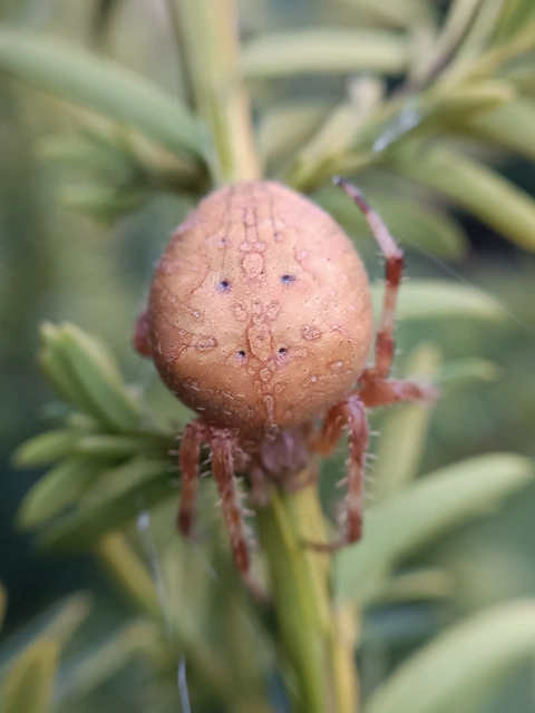 Araneus diadematus - koronás keresztespók