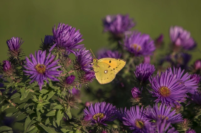 Colias croceus - sáfránylepke