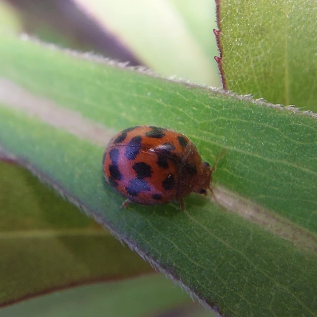 Subcoccinella vigintiquatuorpunctata - lucernaböde
