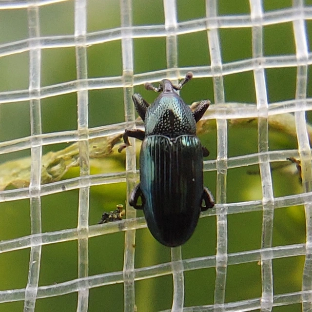 Aulacobaris caerulescens - fémes repcebáris