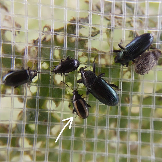 Phyllotreta