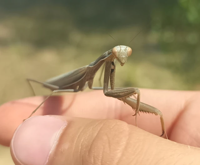 Mantis religiosa - imádkozósáska