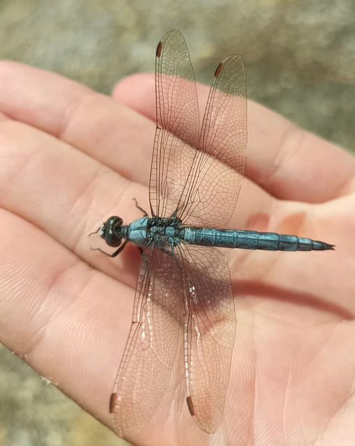 Orthetrum brunneum - pataki pásztorszitakötő