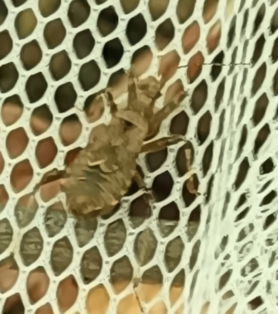 Himacerus
