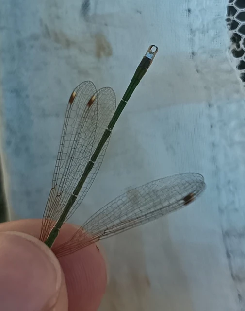 Lestes barbarus - foltosszárnyjegyű rablószitakötő