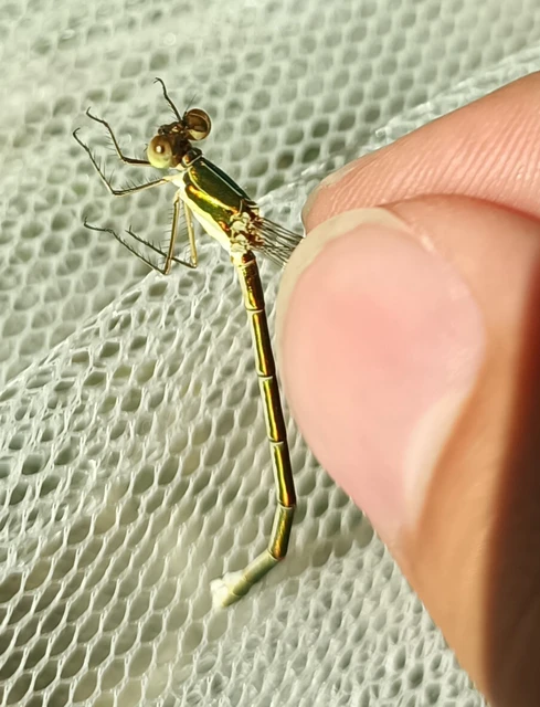 Lestes virens vestalis - kis rablószitakötő