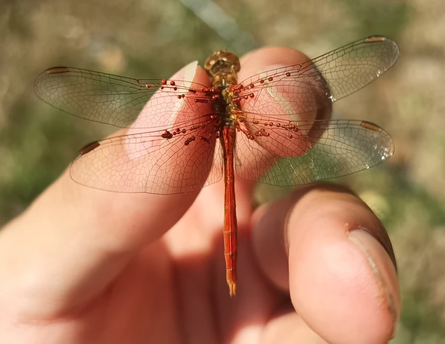 Sympetrum meridionale - fakó katona-szitakötő