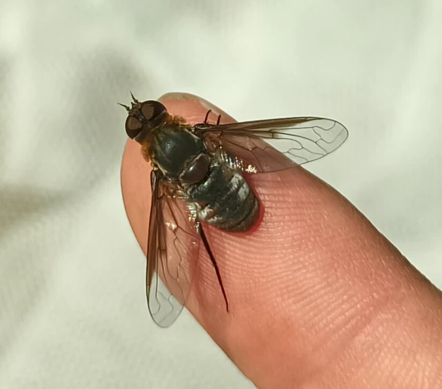 Exoprosopa