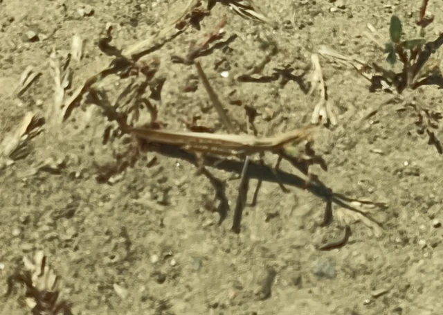 Acrida ungarica - sisakos sáska