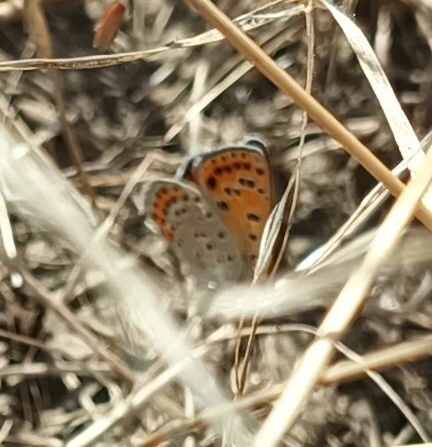 Lycaena thersamon - kis tűzlepke