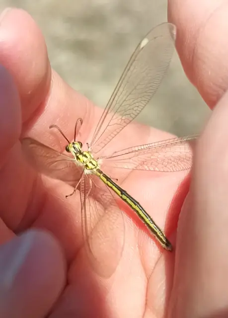 Myrmecaelurus trigrammus - hangyafarkas